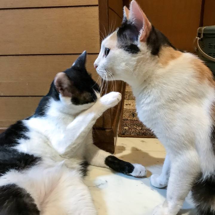 E983bfd5 bd5a 44ea bbca f7c2fcc21d76