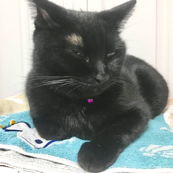 E988cb51 9d1e 4c4c 98ad 63114c6d1ea1