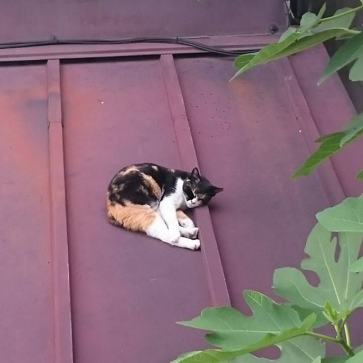 E98908d2 ebad 4fa6 bf4c 880a5e54ea2e