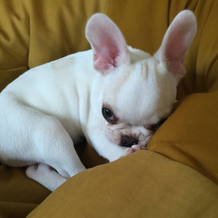 E9921c85 2691 4766 bed4 b78f89d0ad3b