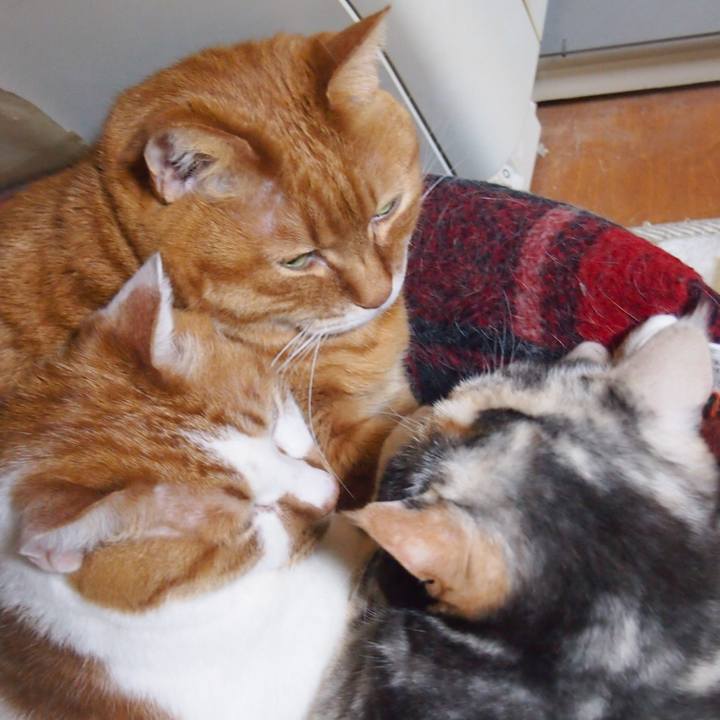 E9953dbb c443 4e9f 8344 d9cc36655494