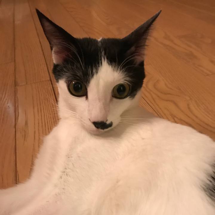 E99d6d4c 07ea 4c1d b265 aead4f524520