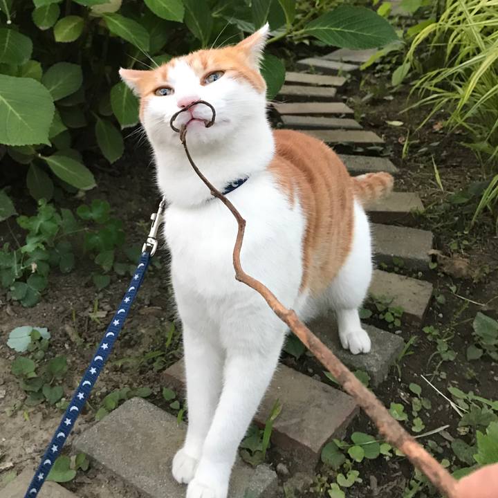 E9ad0e80 f8f2 44cc 89b3 9bca9caebd68