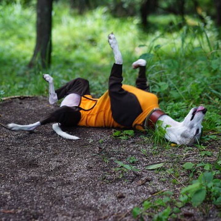 E9be833a 6817 45d6 8657 1831ad80f60e