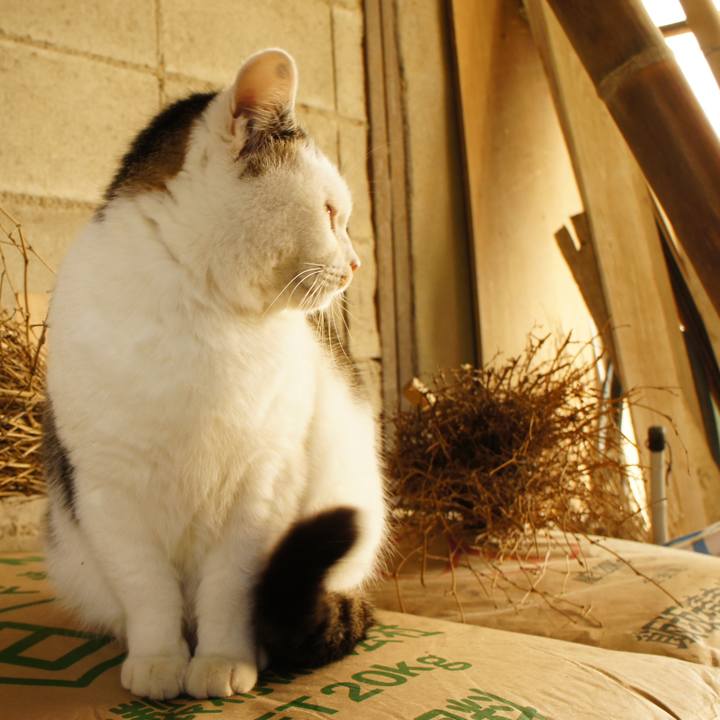 E9c508f3 c3be 4032 9430 8c41efdf9fcc