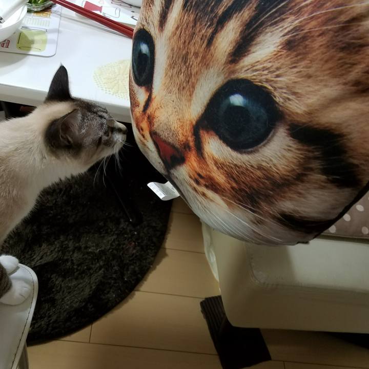 E9cb2333 e1bb 4dbf 84ae 22d9e6da1fc6