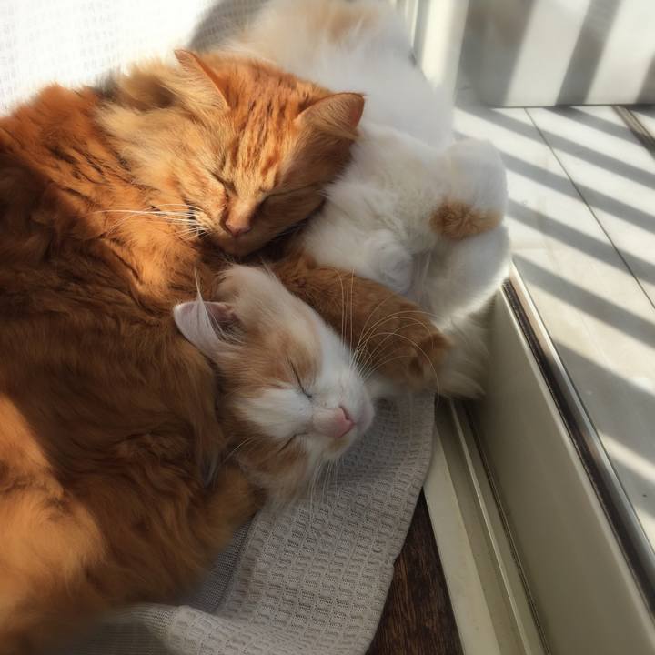 E9cceee4 72e0 4a1b 80d6 151dab40b508