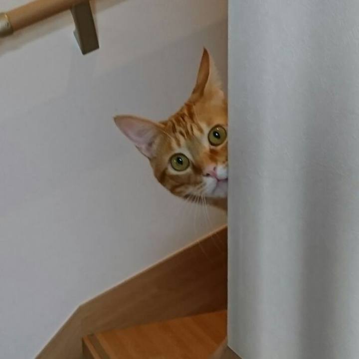 E9d69ca4 fbcf 4b5c a782 ddfc53fdbcd8