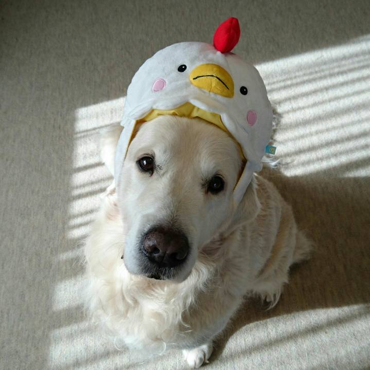 E9de5eb1 2747 4e4c bf3c af0916860ddd