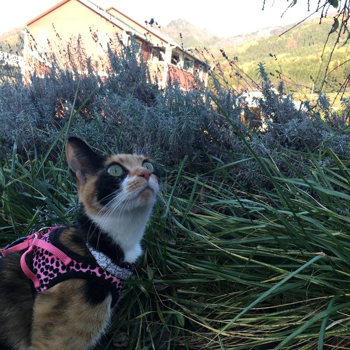 E9e27ade 8e07 4ccd 9925 80635ed9ed49