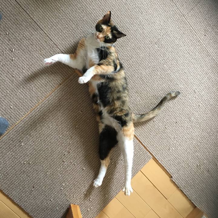 E9e40989 efb6 43ce 9f1c fe25fb7dfebc