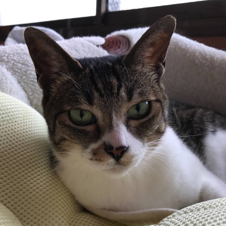 E9e86a9e 291d 4e2c 936e deda9f7c9862