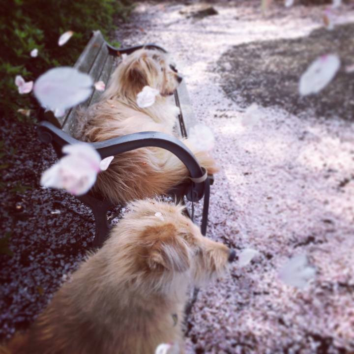 E9e87c87 ace3 44d4 a78f ccd9e53e260e