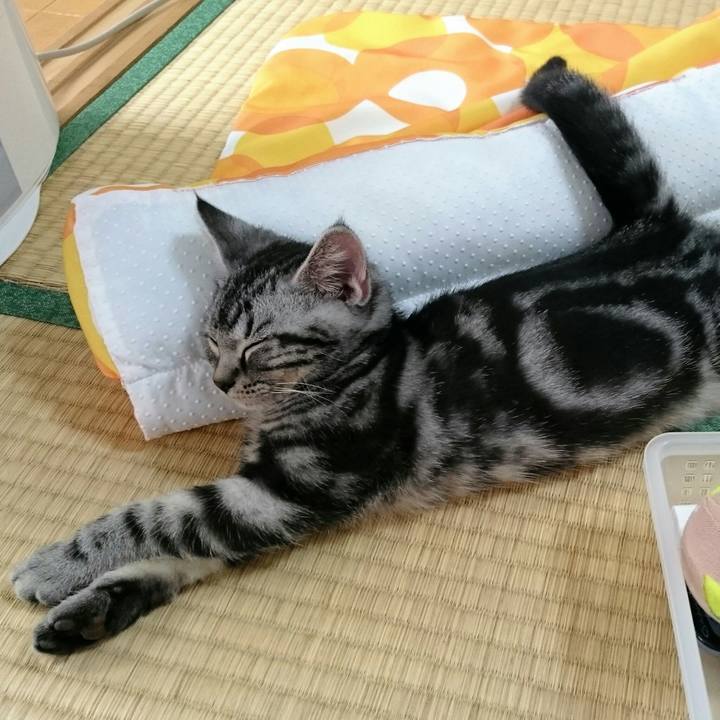 E9f02b7f 9a13 4ba6 8e7a 3136d8e26701