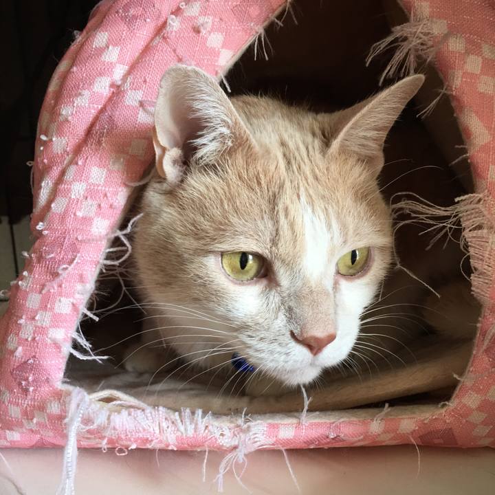 Ea0838c0 cd00 44c8 aa78 b299fe22face