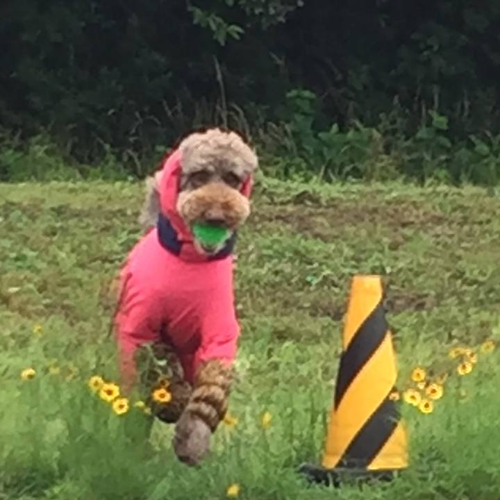 Ea0d6601 46db 4cf8 b974 a9030b17e046