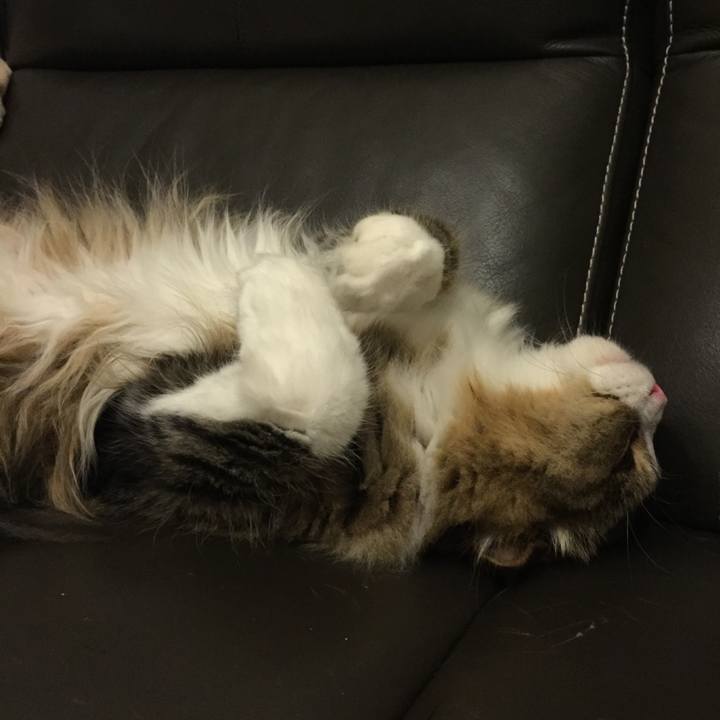 Ea0dbfca b36e 40f3 ad17 74d1a058866a