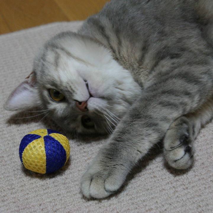 Ea11da74 1784 47af 9897 3106be6267bc