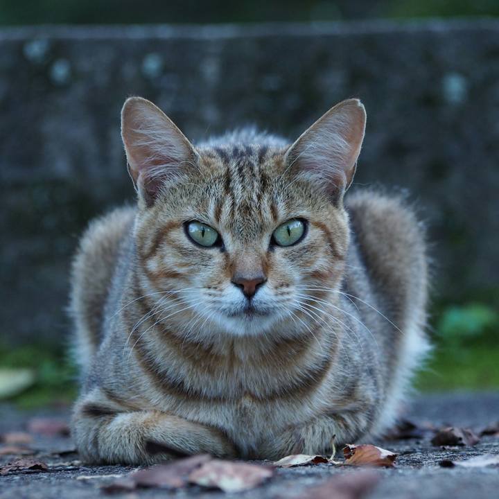 Ea1afde7 abb4 4764 9e43 d66cb6d8bcff