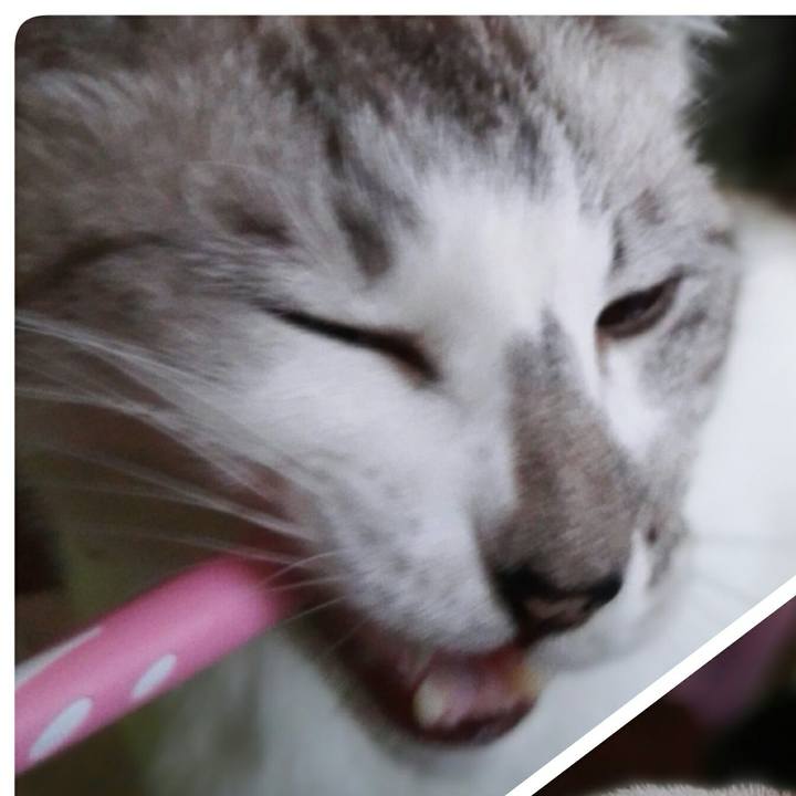 Ea1c8f35 293e 4480 9e84 a8ae6bcc32f5