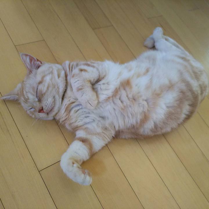 Ea1cb8f2 206a 486b bea0 b67ee8a222cd