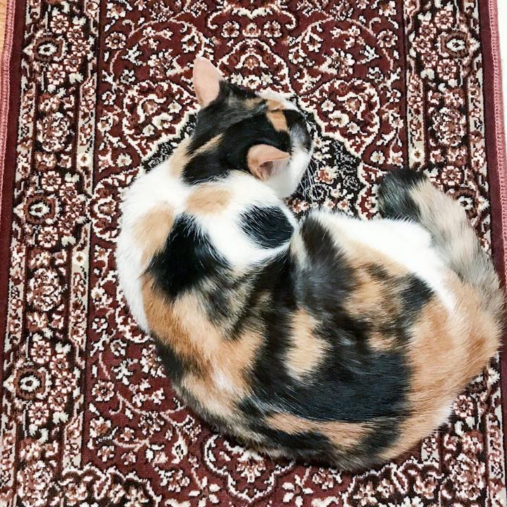 Ea2ade3f 66ad 44cd a5fa 9170d4b01fd9