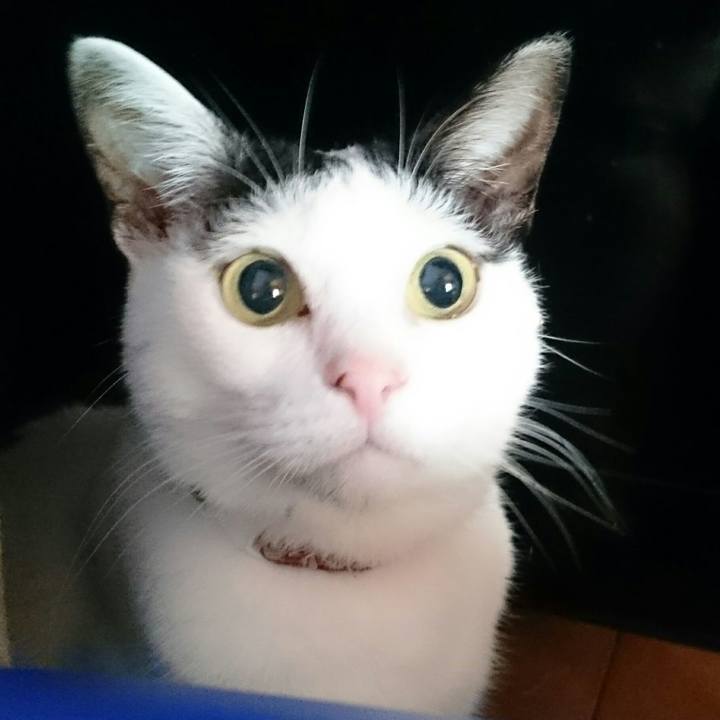 Ea31ba03 c587 4f6a bcb7 027903f3578a