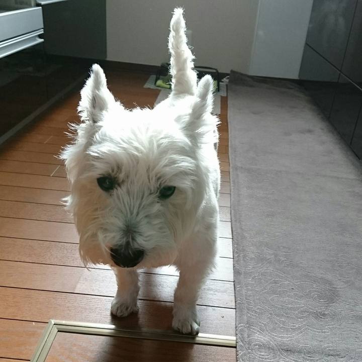 Ea335d94 3938 483b bb3f 11dcc4472030