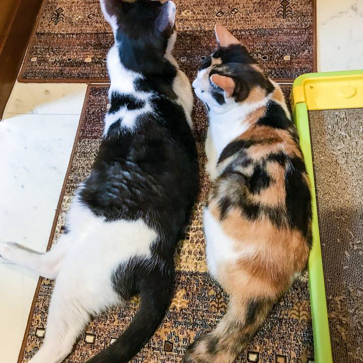 Ea340e21 f3d3 4ca5 858d faa75bc15ff1