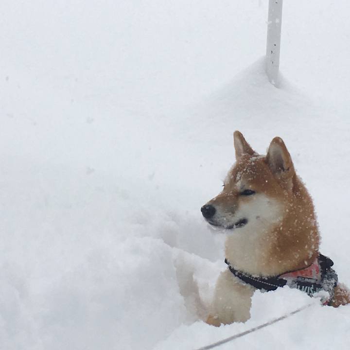 Ea428d9a 455e 4fcf a871 84f1cc6a4609