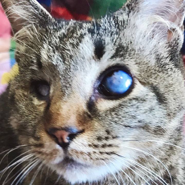 Ea433dac d518 4fab b305 0a15ee242375