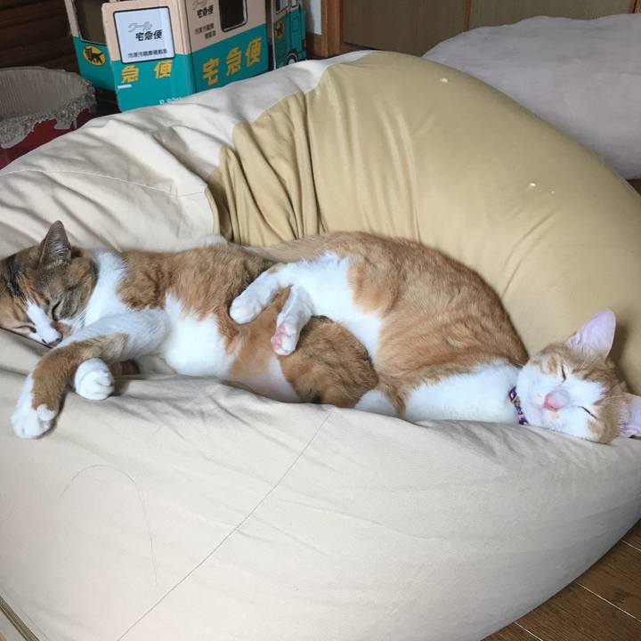 Ea444190 0493 4d4c 8360 903408a4faed