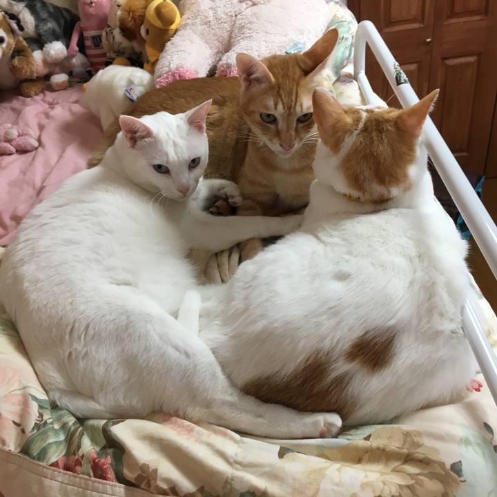 Ea45aa0e cba7 49fb b231 a27c932b1550