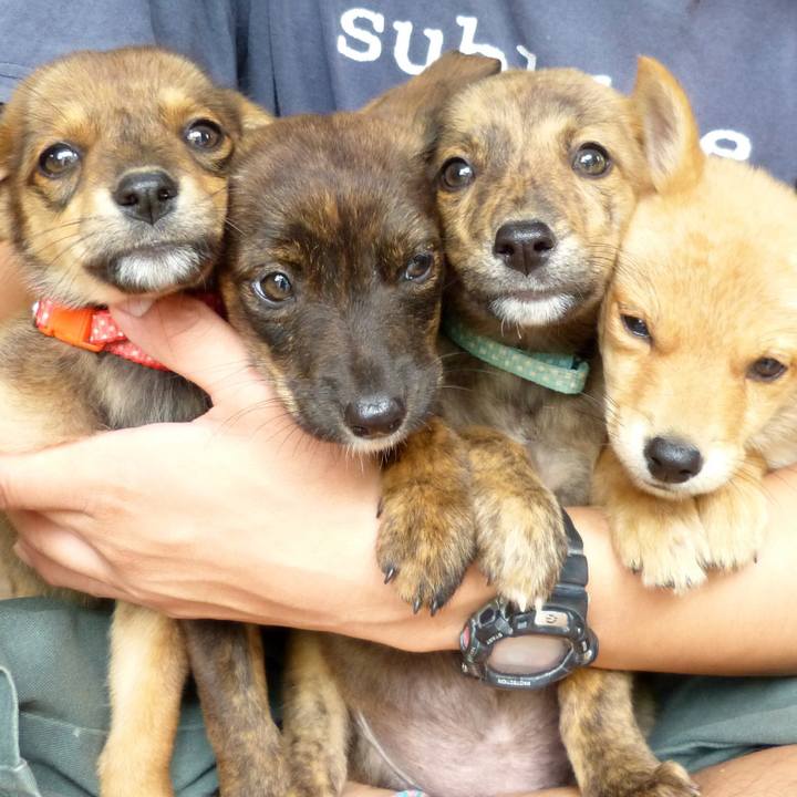 Ea4e2bc8 0561 4247 a328 4c6ce2908b2a