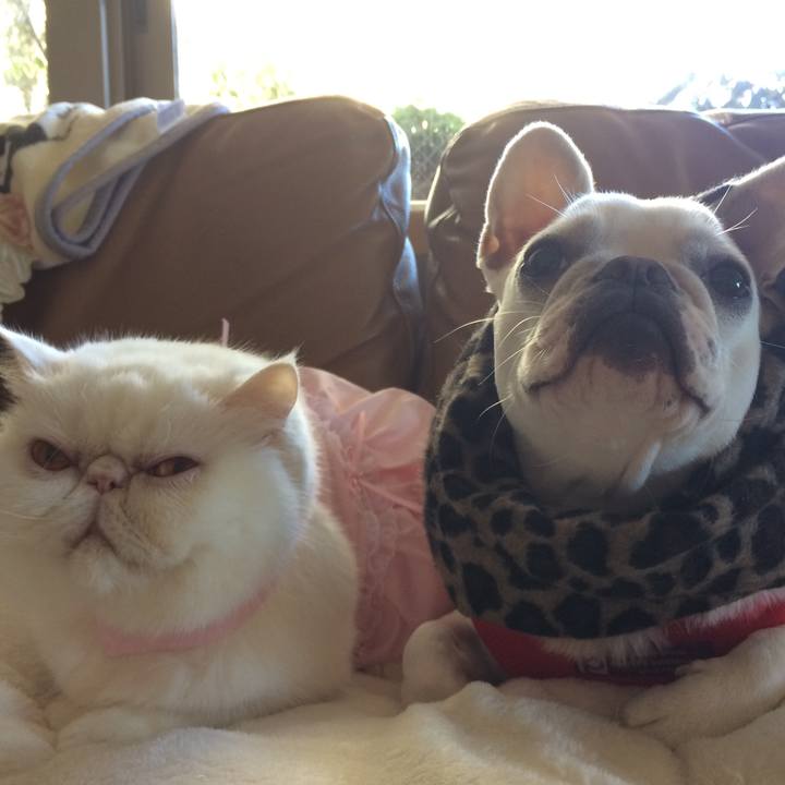 Ea6da8cc 5495 4121 99ac 33ee3ef8018a