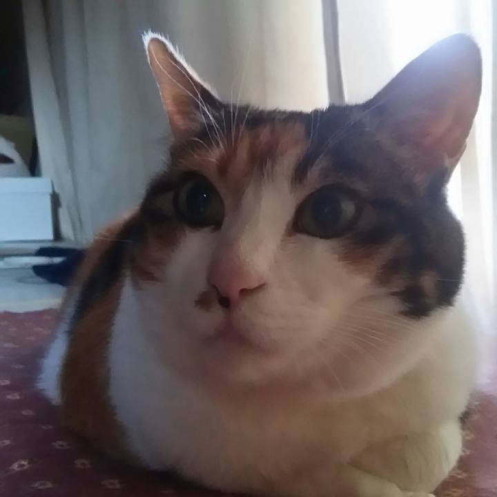 Ea6e2f8d bc4e 49e2 90ca 544ab0e537c1