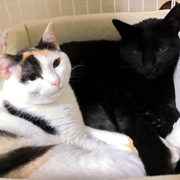 Ea74e7bf fb4b 4b94 a189 4b79df53805a