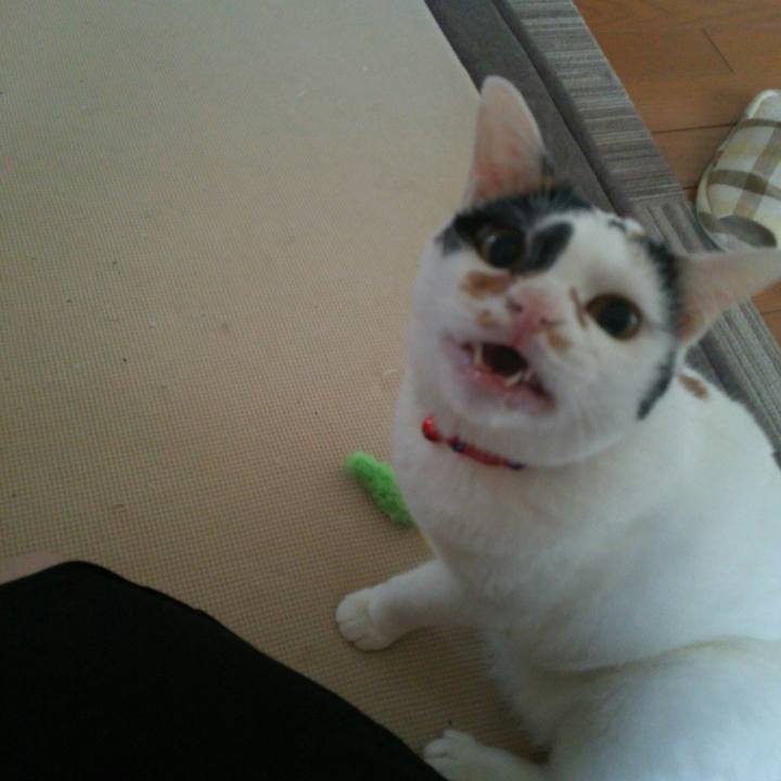 Ea77f2d0 a5f9 4398 9e97 550ab2cef95c