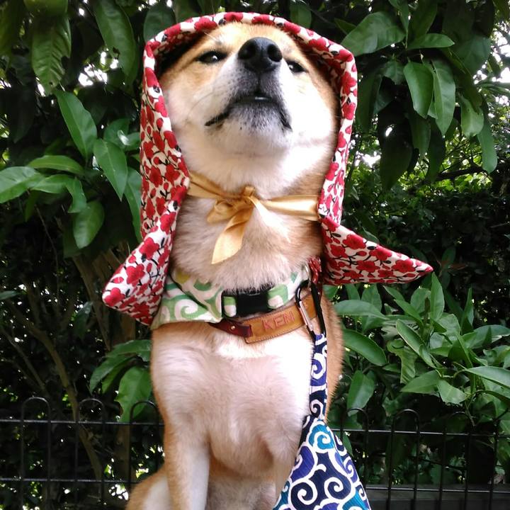 Ea7e1a12 a8c7 40b8 ae3b fde6be146abe