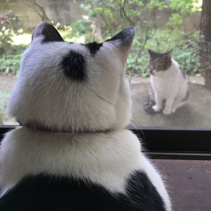 Eaa0d62a 550a 4018 853e 8ad9728ee04b