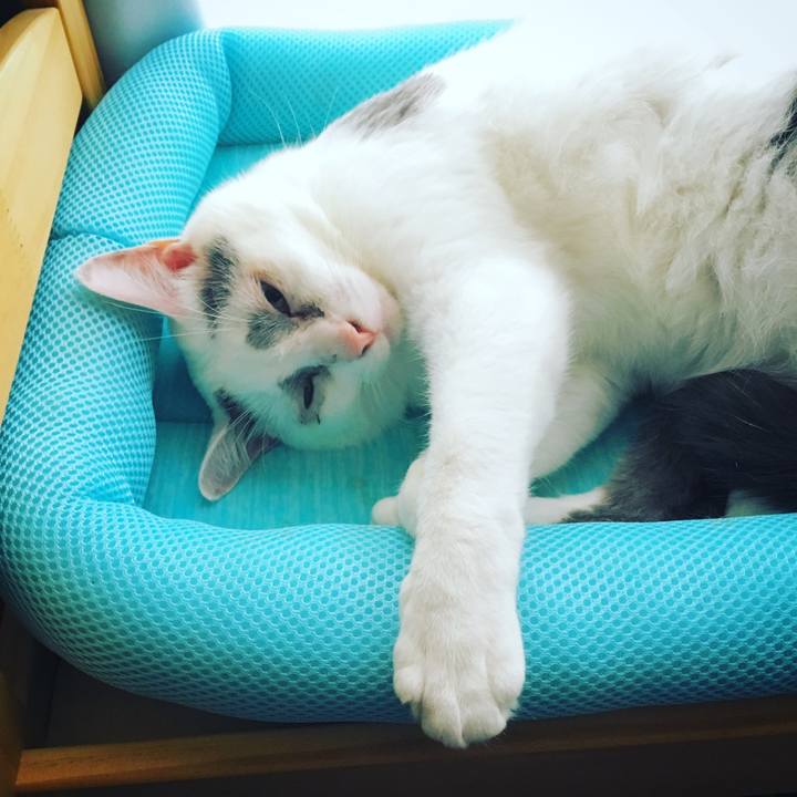 Eaa82643 21ef 4e24 a8e9 de920f1b3ae2