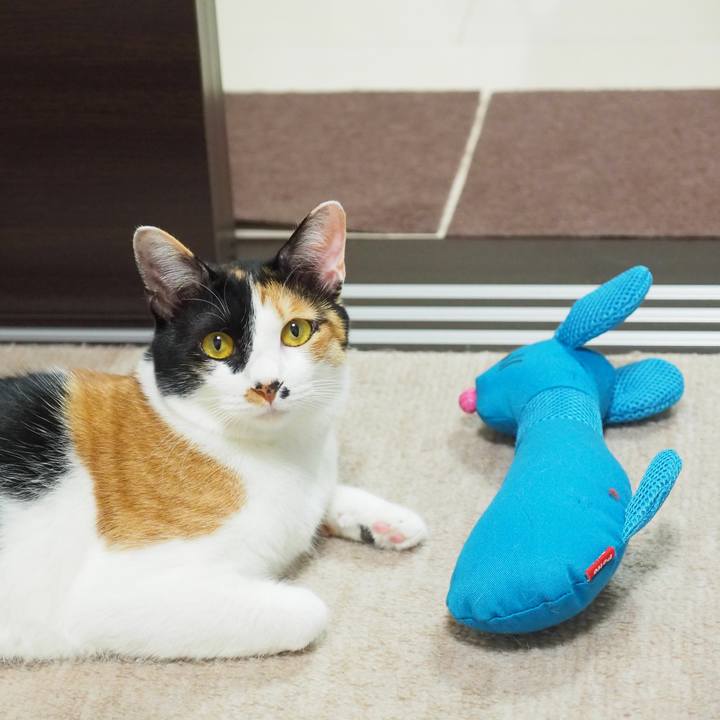 Eab89faf 7e34 4e8b bab4 6f1ac488f6fc