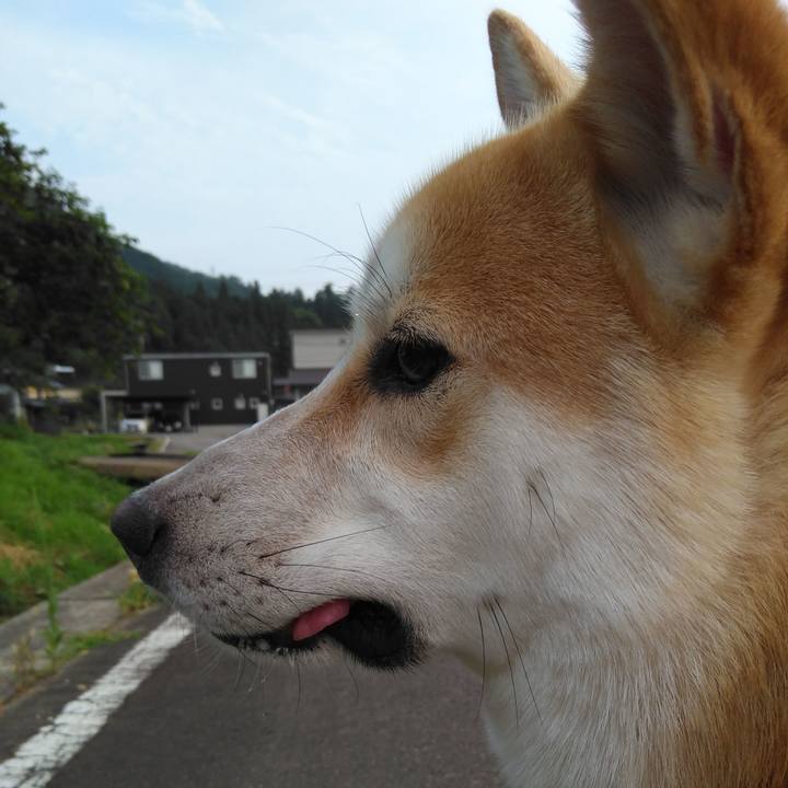 Eab9958c 4401 458f 8df4 e41a206c6534