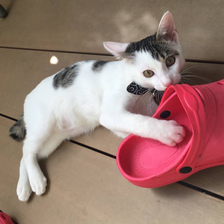 Eabef739 ddab 4061 91bf ca4cafe4b40d