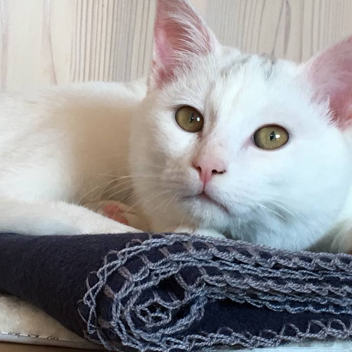 Eac5597a 0f01 4880 b9f5 b7735845955c