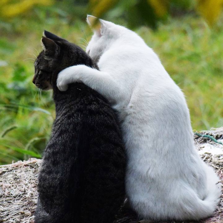 Eaca3798 6bbd 4ee5 8fa9 4056f5e13018