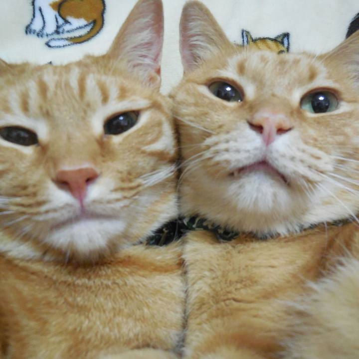 Ead0c793 f674 40ae b480 1a81dde54054