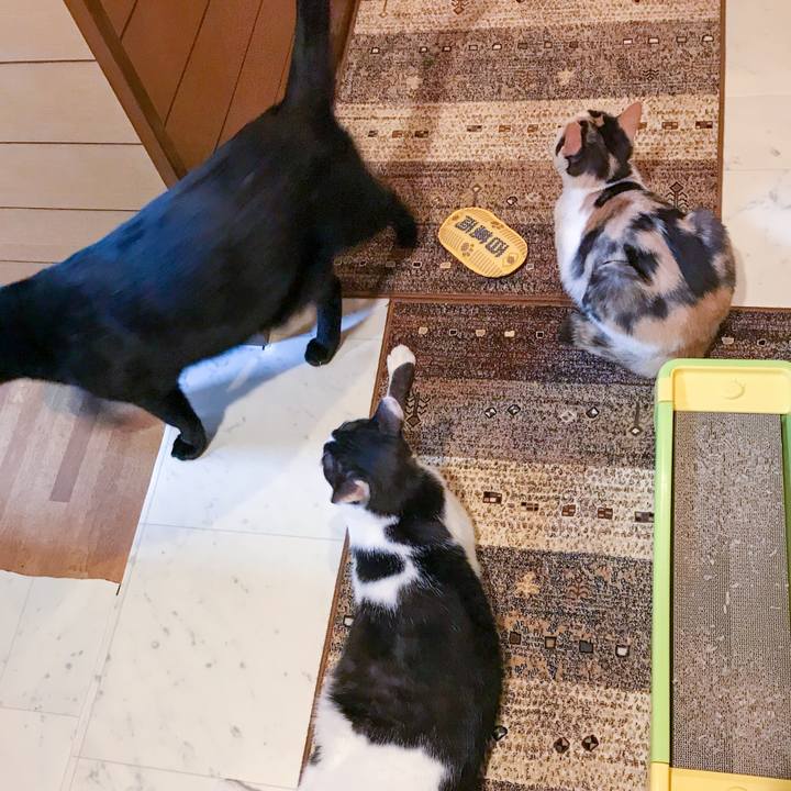 Eadce047 3628 4430 bc97 e03eed1873bc