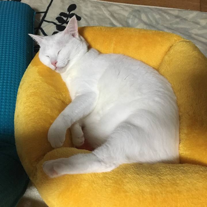 Eae4319c a342 4762 9282 d5998a08e83f