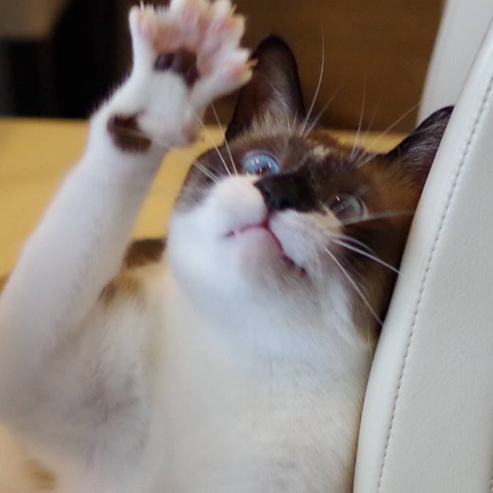 Eae8c60e d51d 463a b440 1e7d09b4c72e